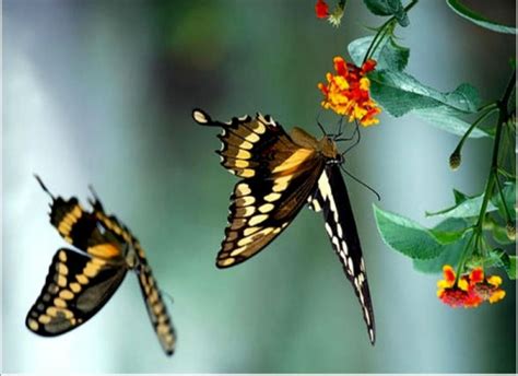 o que significa borboleta paraguaia